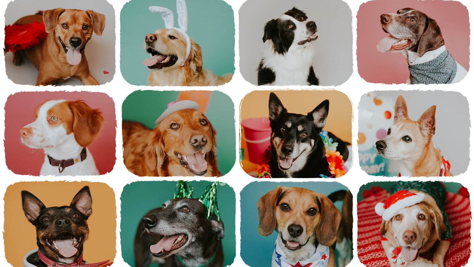 DogDayz2026 BannerImage