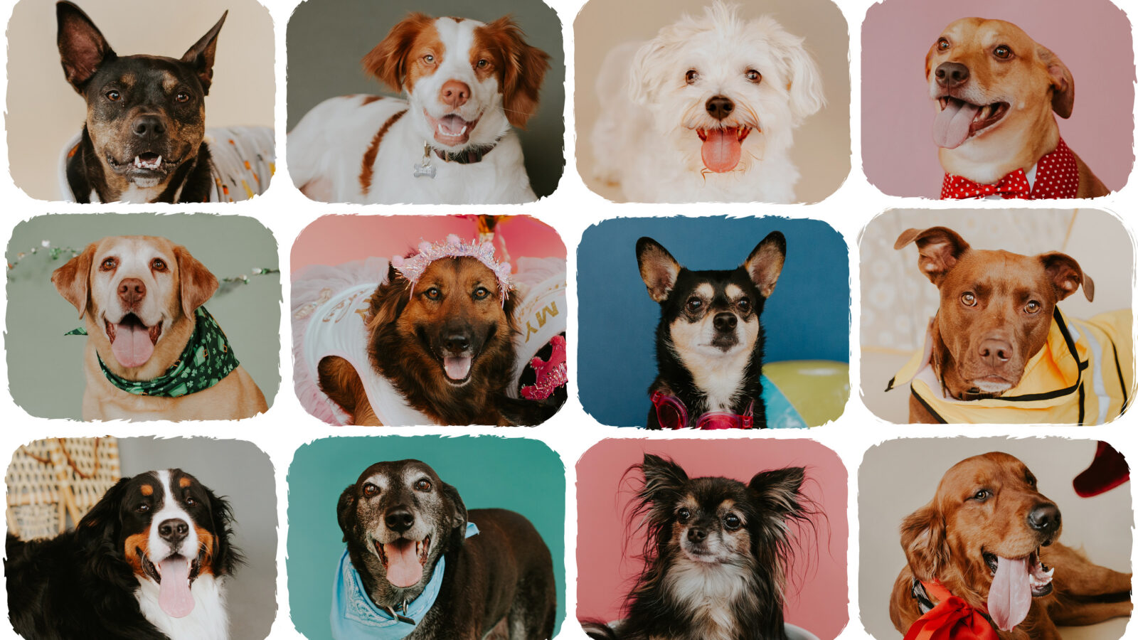 DogDayz2027 BannerImage